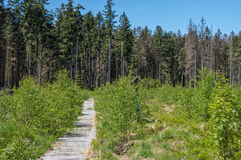 mfs 61 52952501261 l