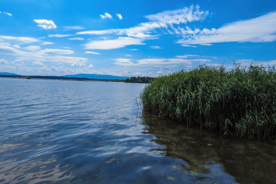 VFML 130725P2 12 scaled