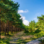 VFML 010925N 34 scaled