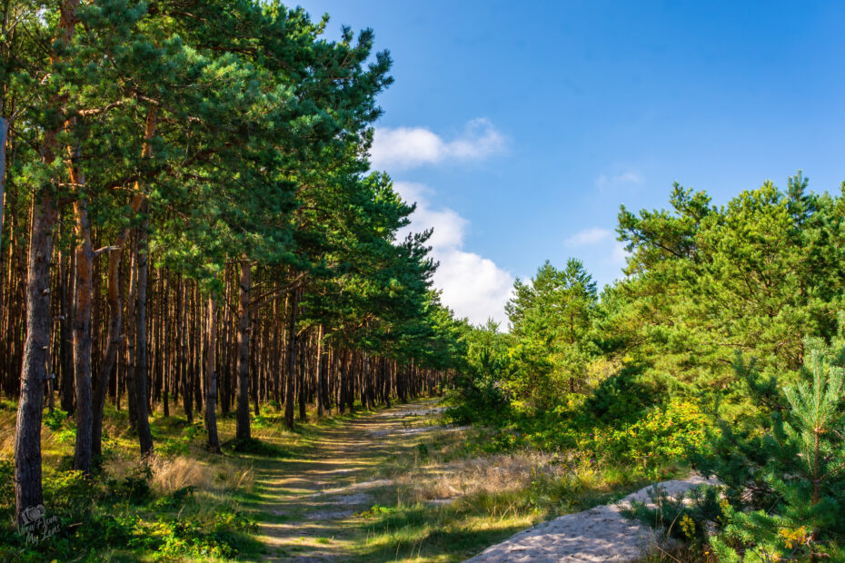 VFML 010925N 34 scaled