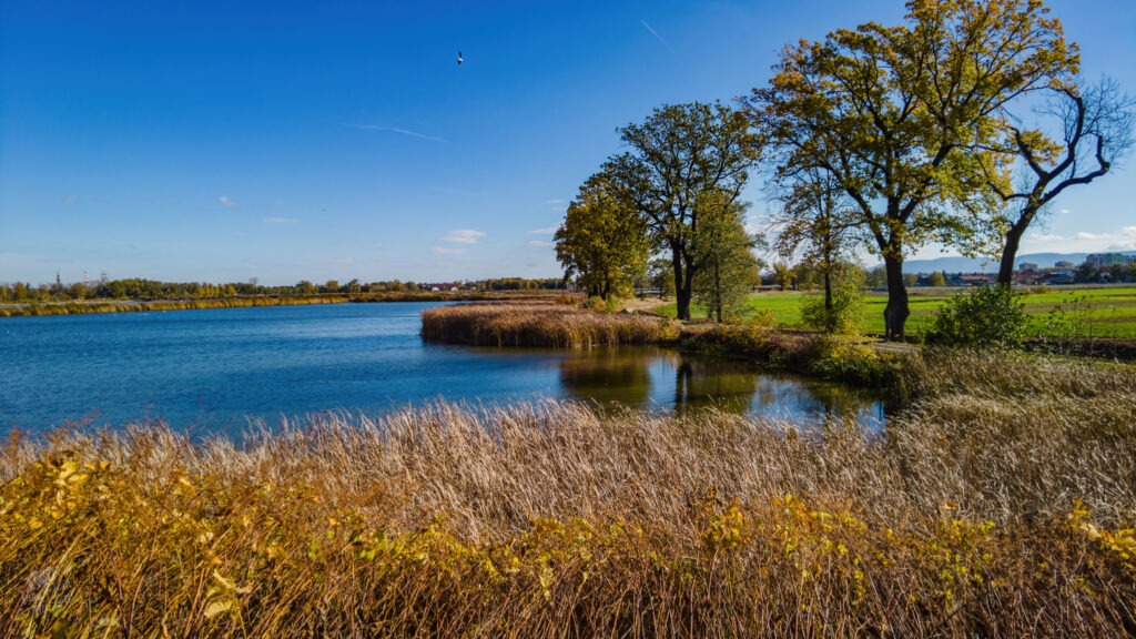 Autumn walk by the water - Dorota and Monty exploring golden grasses by the lakeside