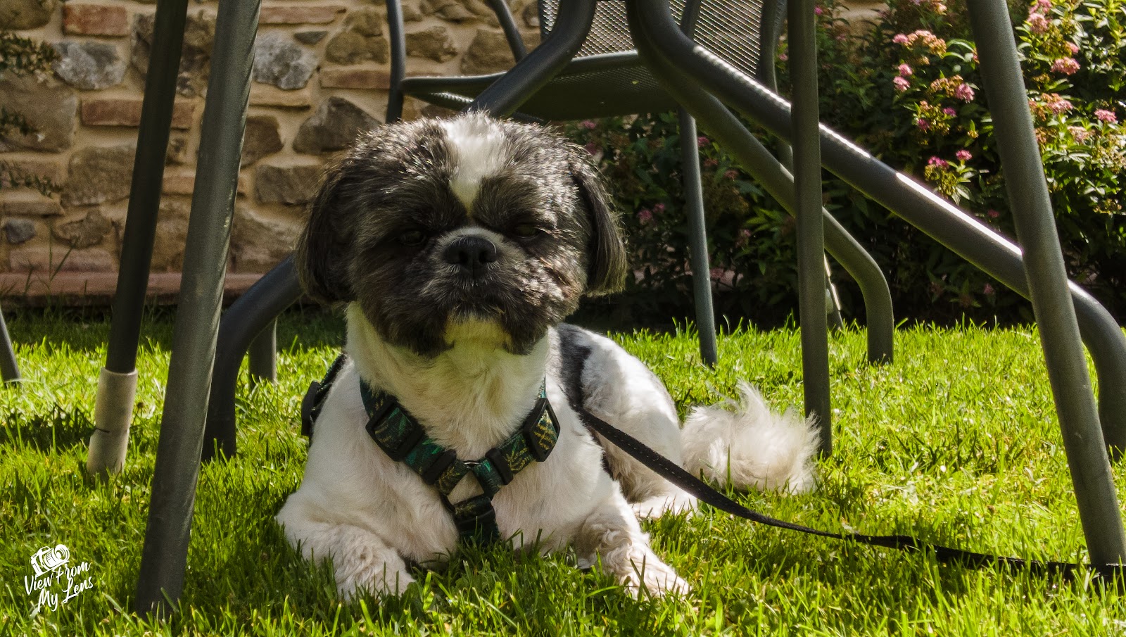 monty shih tzu adventures lakes forest walks 1186898179